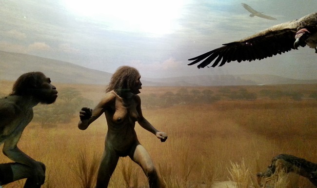 American Museum of Natural History: